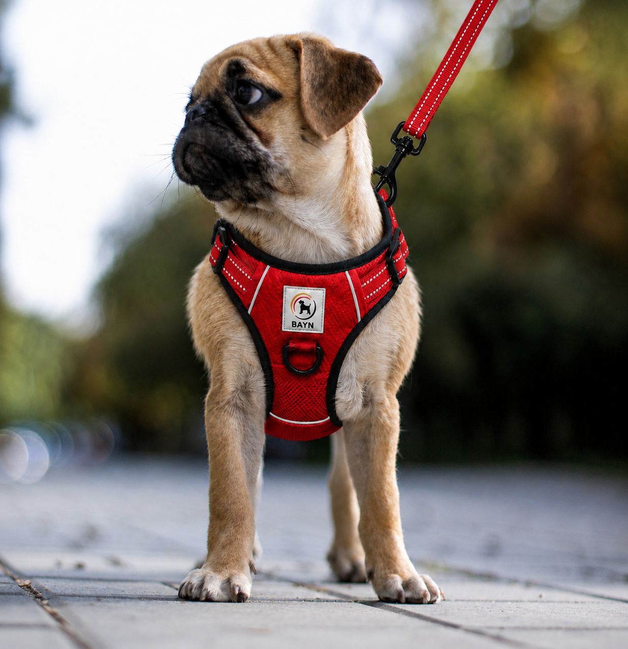 BAYN No-Pull Dog Harness & Leash Set